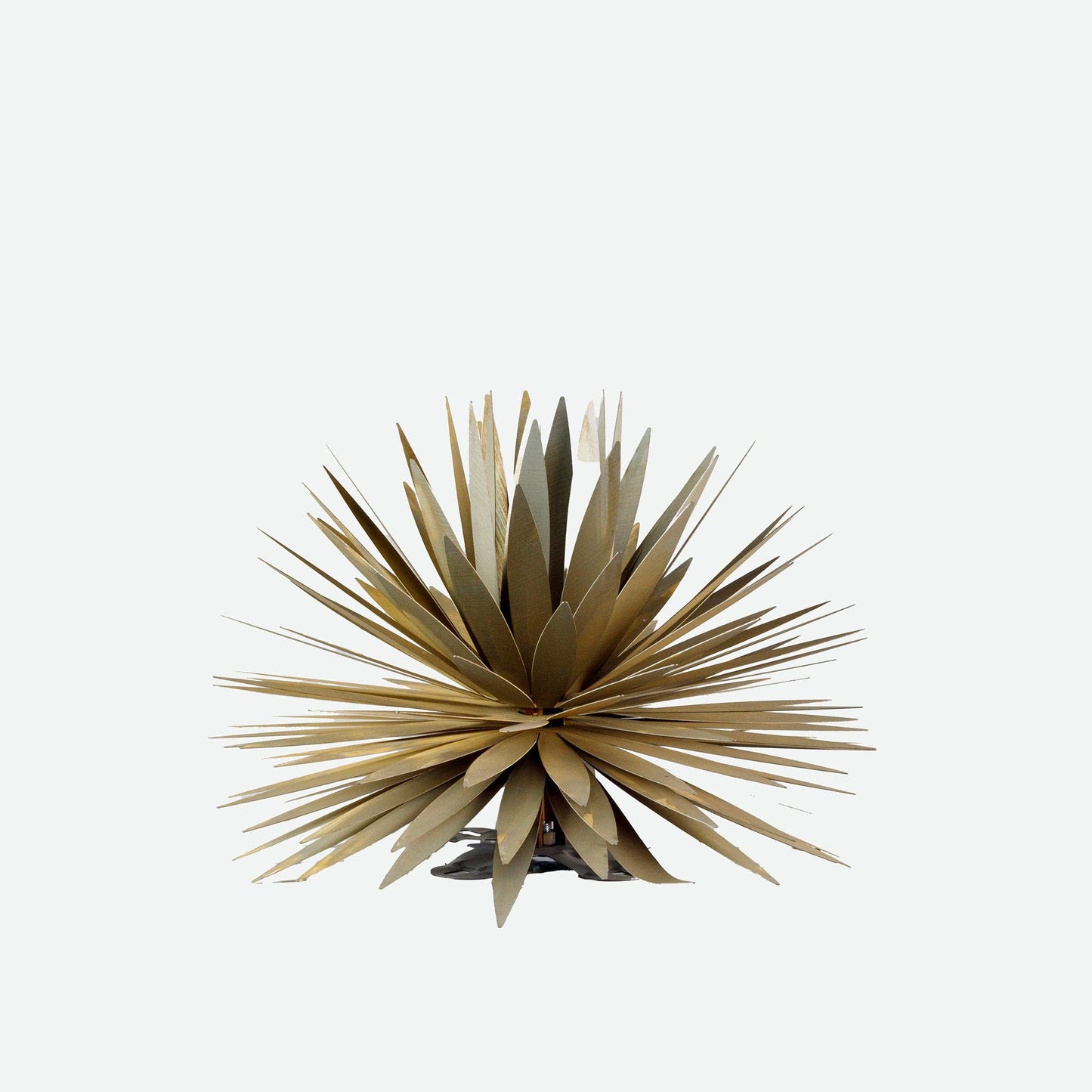 Yucca Succulent: Small