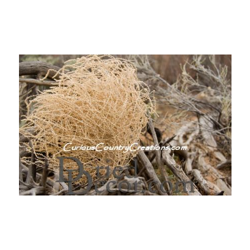 Giant Western Tumbleweed | Single Plant | Natural: Single Plant