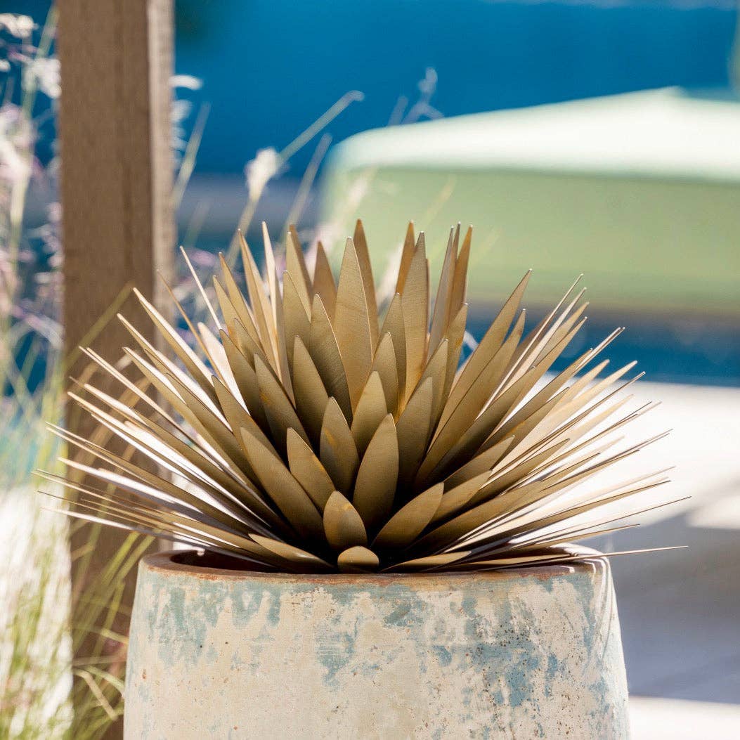 Yucca Succulent: Small