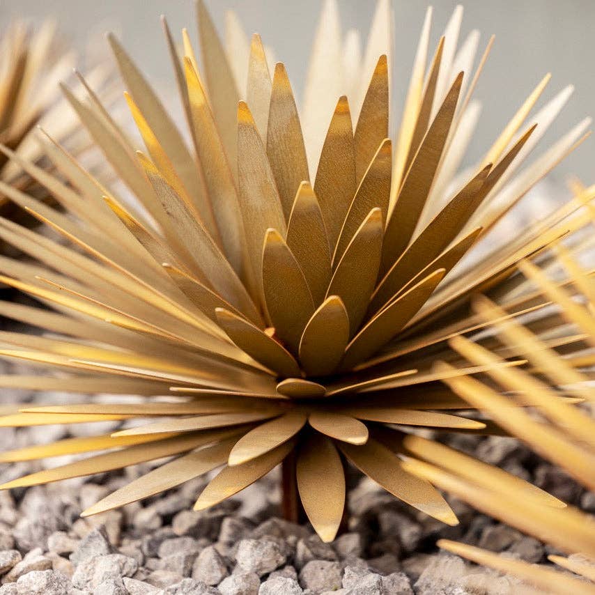 Yucca Succulent: Small