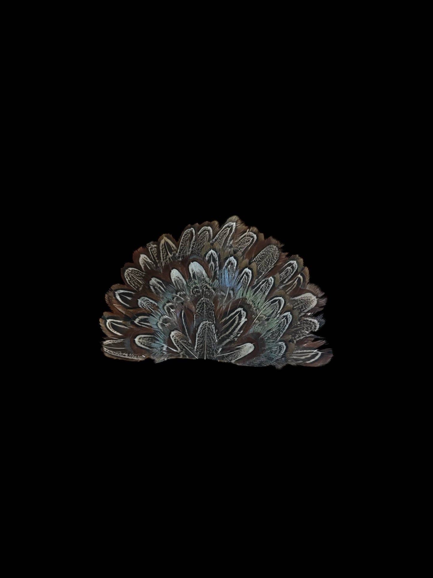 Crown Feather for hats: CF05