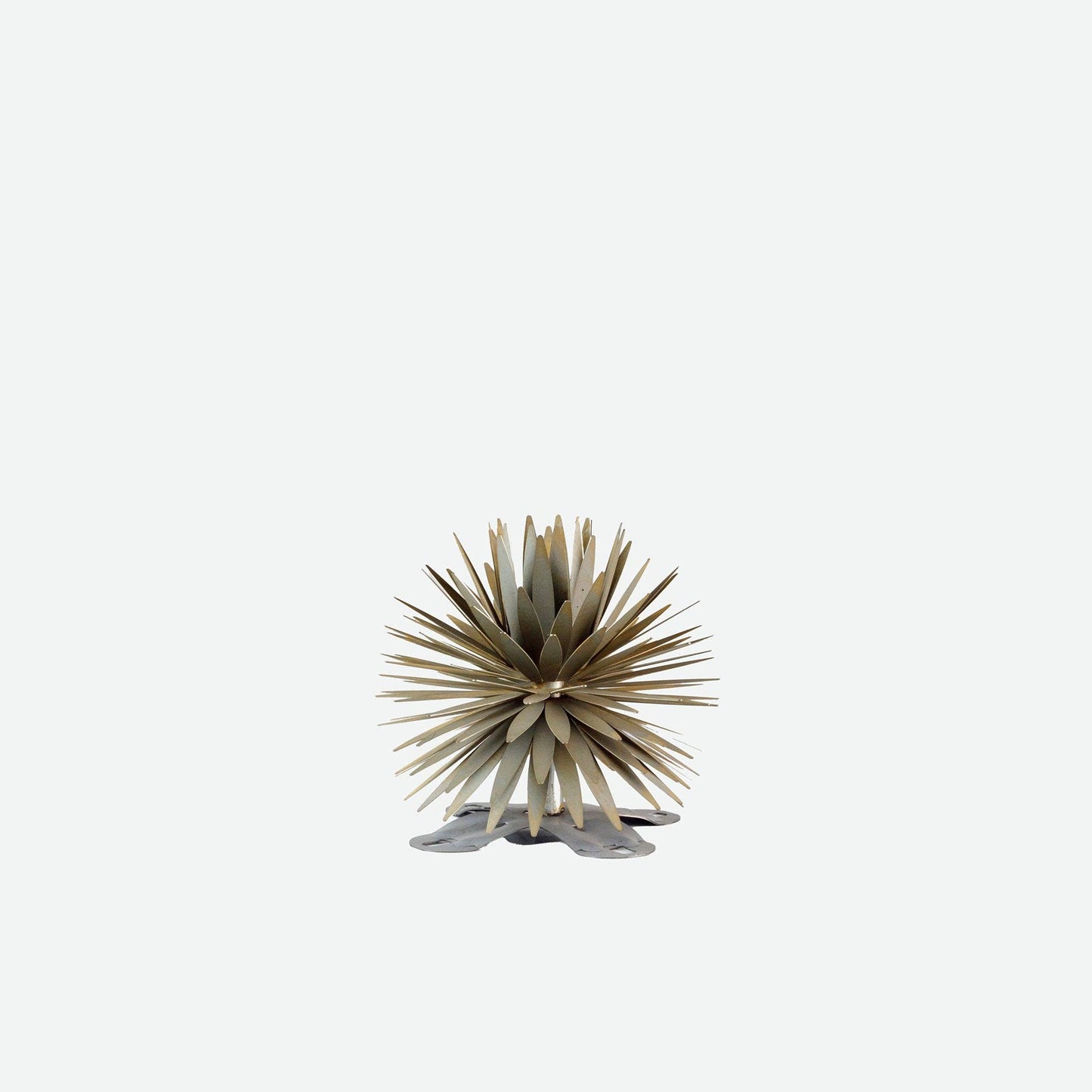 Yucca Succulent: Small