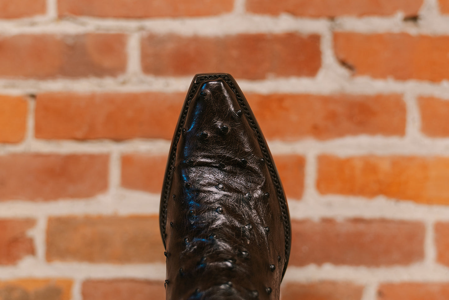 Old Gringo - Mayra Chocolate Ostrich