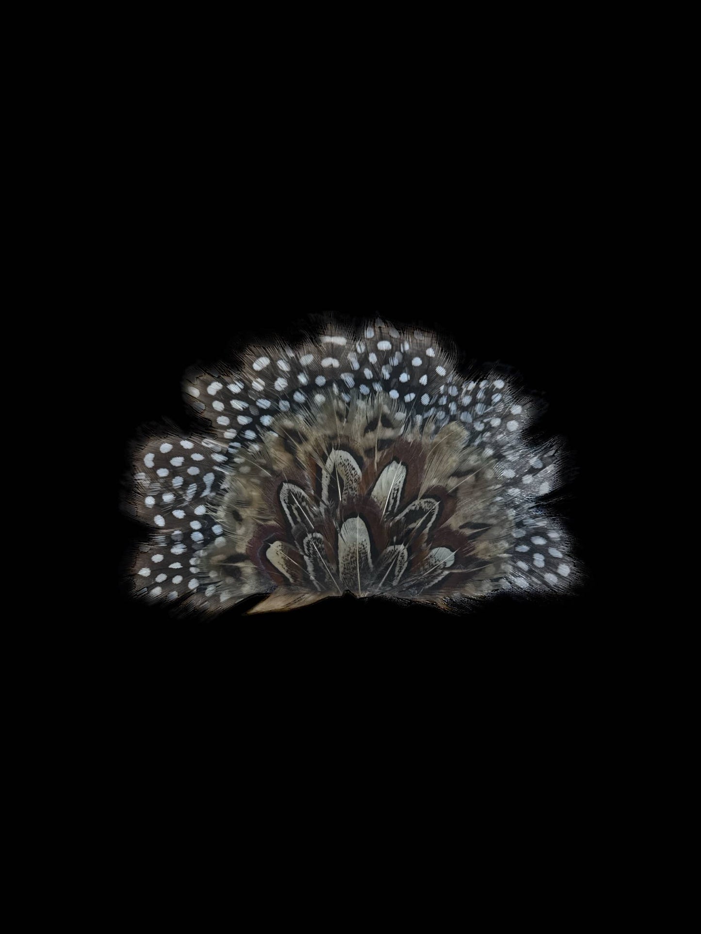 Crown Feather for hats: CF05