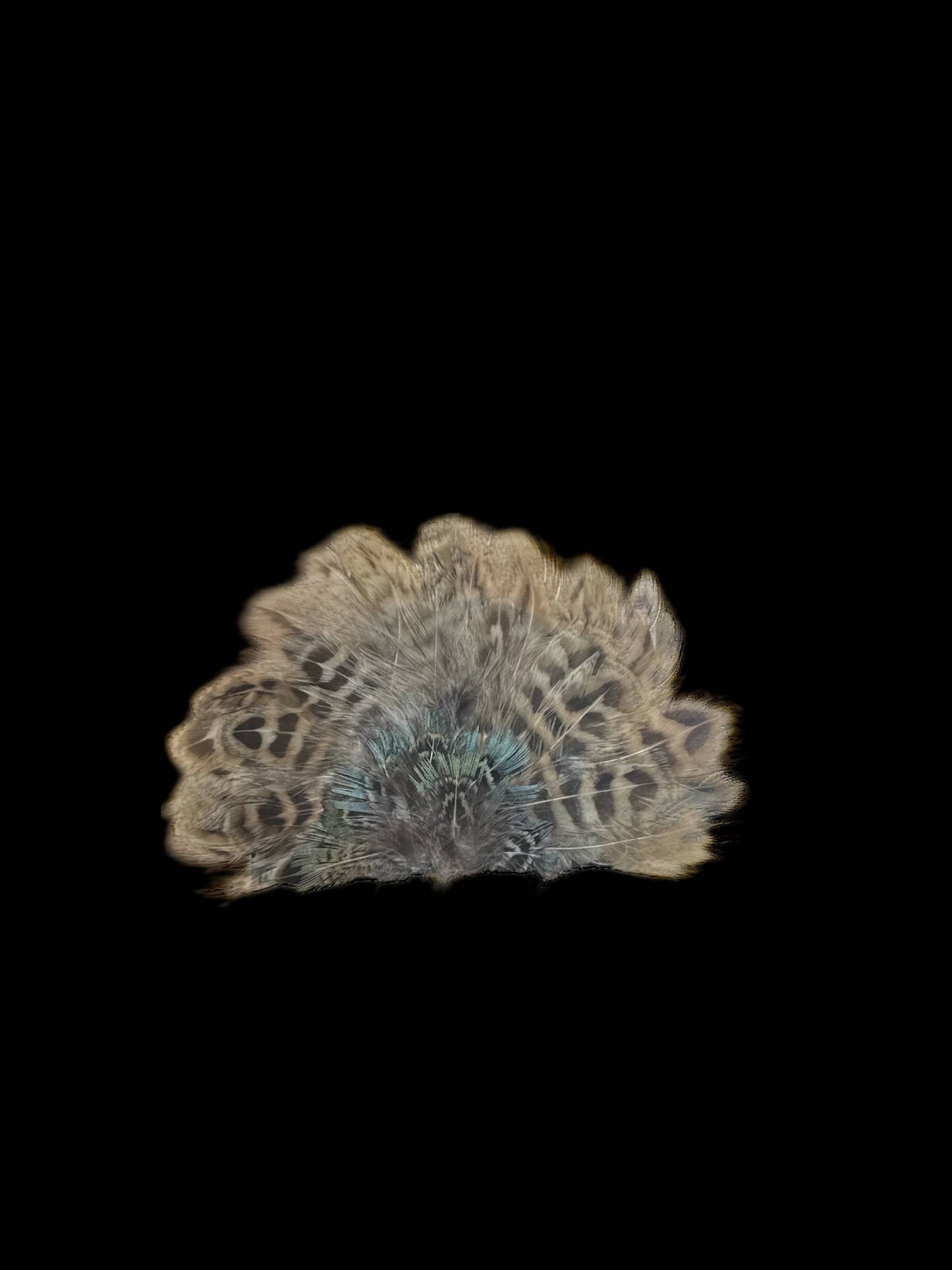 Crown Feather for hats: CF05