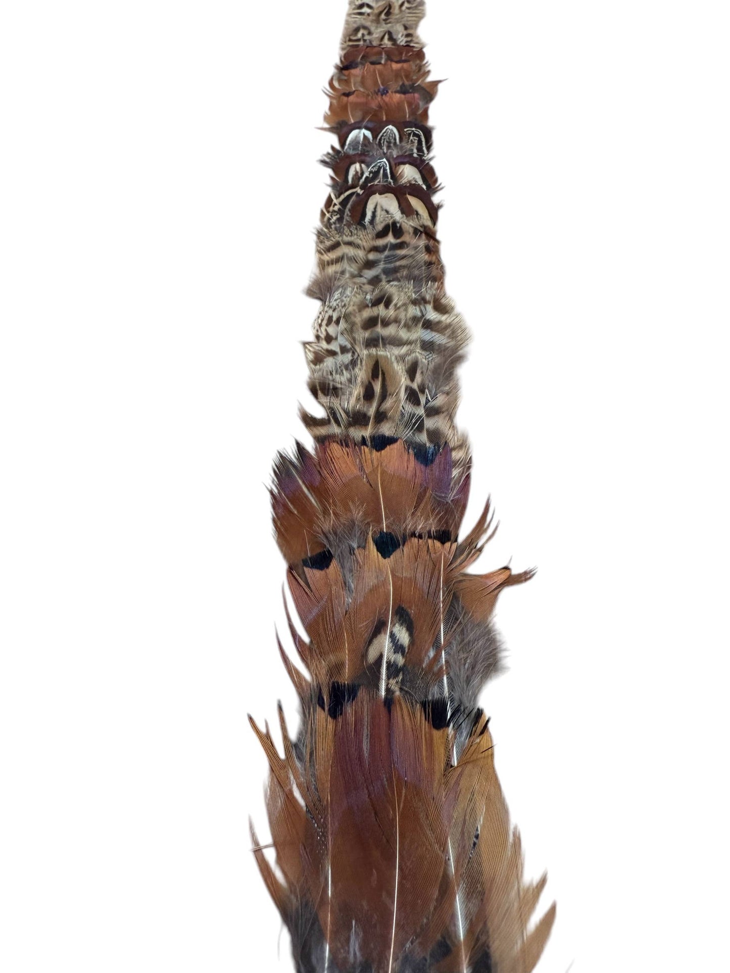 Thin Feather hat band with strap