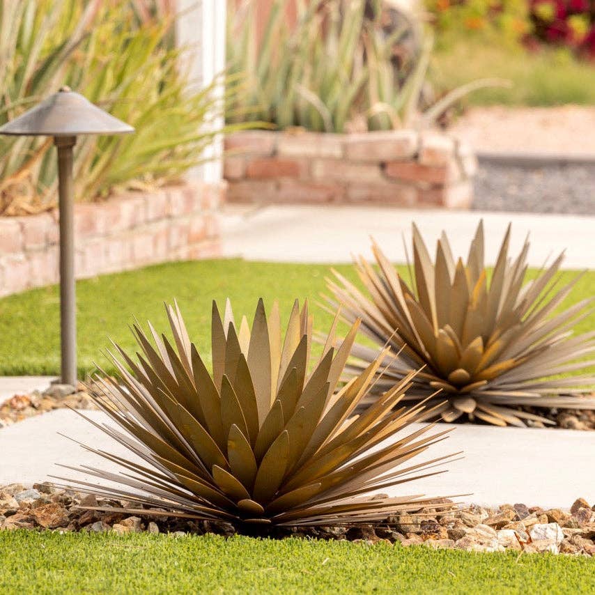 Yucca Succulent: Small